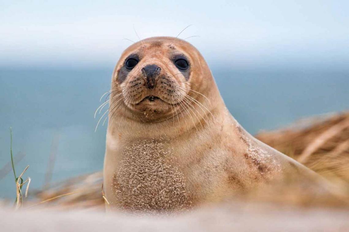 LA VERRIÈRE. Les Locations ISAHORA c'est aussi plusieurs appart' de Standing à 2 pas du Château d'Eu, des Falaises du Tréport, de MERS les Bains et aux portes de la BAIE DE SOMME Eu (Sena Marítimo) Exterior foto